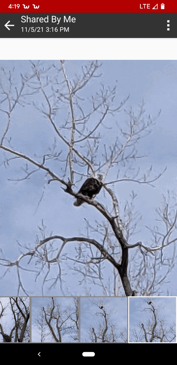 Eagle Watching an Exciting Pastime in Southern Minnesota HubPages