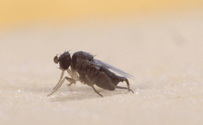 How To Identify Drain Flies And Other Bugs Found In Drains With   Bugs In Drains 