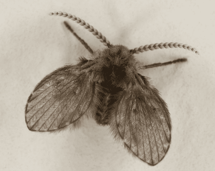 Close-up of a moth fly, Family Psychodidae