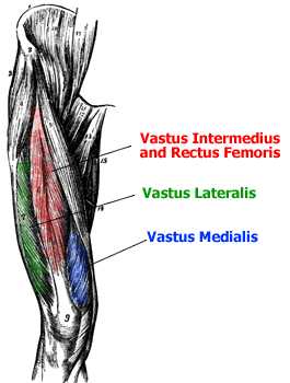 anatomy of the quadricep muscles - the four heads in color and labelled vastus intermedius Recutus femoris, vastus laterals, vastus medialis