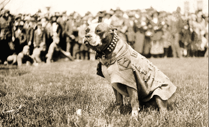 Seven Dog Breeds That Served in First World War (WWI) - HubPages