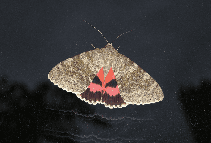 A typical underwing moth