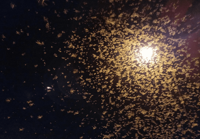Sometimes it seems that LBMs are the only moths at a light