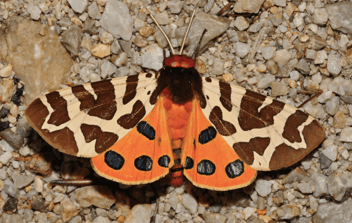 The beautiful garden tiger moth