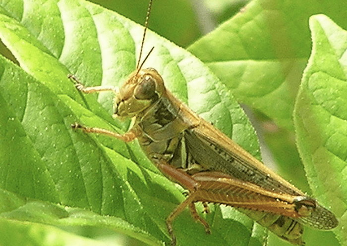 Insects on Roses: Identification Guide to the Bugs and Insects That ...