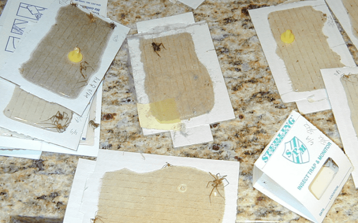 Sticky traps catch many basement insects