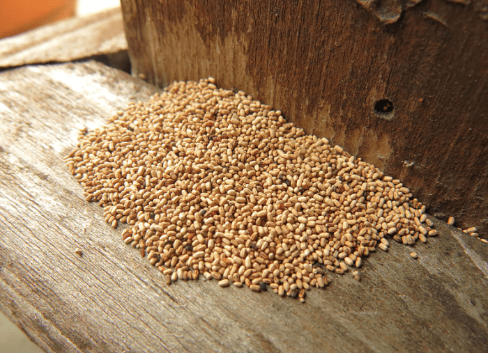 Termite droppings are often the first thing homeowners notice