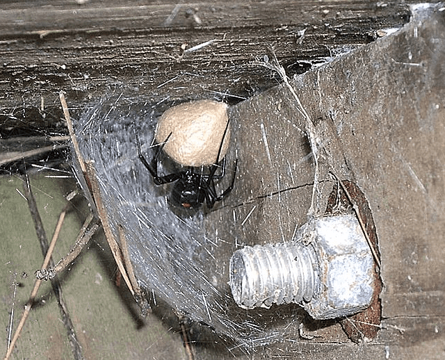 Black widow female spider protecting her egg sac