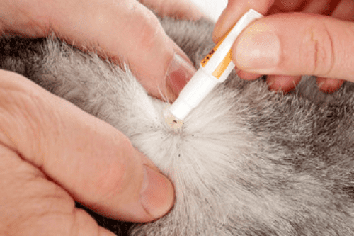 Separate the fur on the back of the neck and place drops on your cat’s skin. Make sure you put it where they can’t reach it!