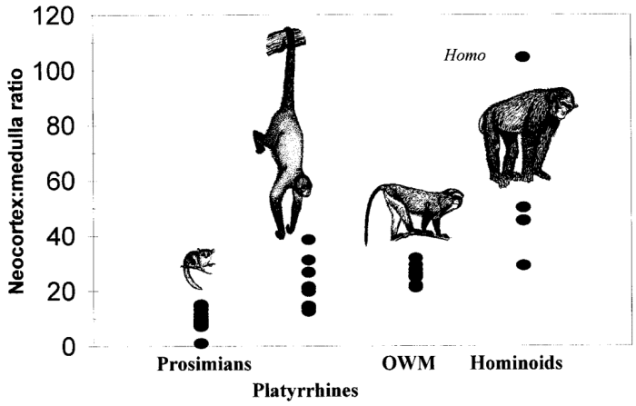 Neocortex to medulla ratio in prosimians (e.g., lemurs), platyrrhines (e.g., monkeys), OWM (e.g., baboons), and hominoids (e.g., gorillas), including humans (homo).