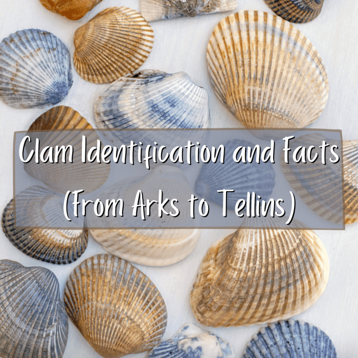 Read on to learn about 19 varieties of clams, including photos, identifying information, and interesting facts.