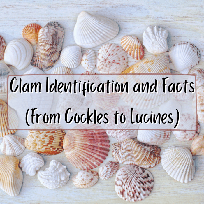 Clam Identification And Facts From Cockles To Lucines Owlcation