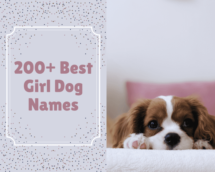 200+ Best Girl Dog Names PetHelpful