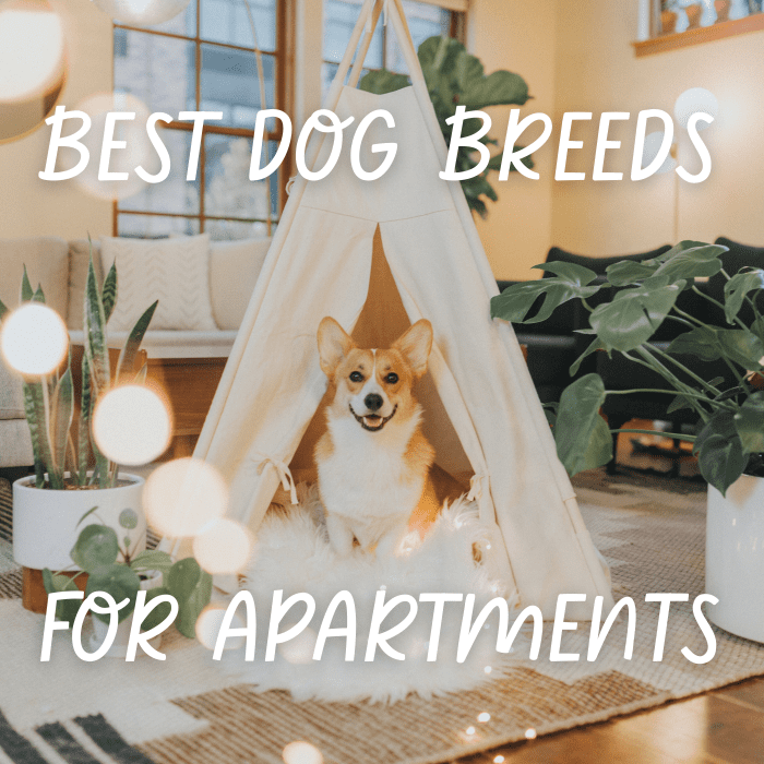Такие собаки, как вельш-корги и шарпеи, подходят для проживания в квартирах.