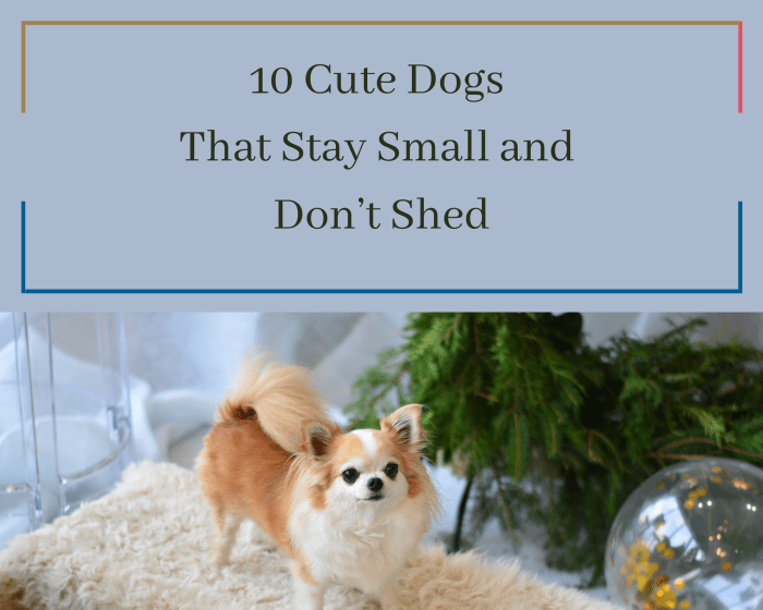 Looking for a small dog for your small apartment? Well, you're in the right spot; here are ten small dogs that don't shed (and are cute).