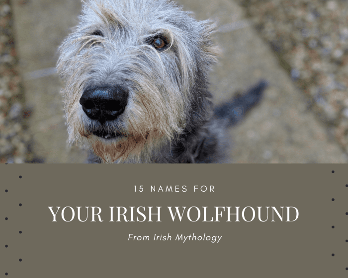 Looking for a name for your Irish Wolfhound? Well, you've come by the right place. Here is a list of 15 names from Irish mythology for your dog.