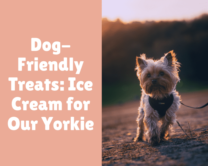 Our Yorkie has trouble eating food, but we make sure to supplement her with homemade ice cream treats.