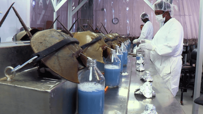 Scientists extract the blood of horseshoe crabs to perform important studies in vaccine and medical products
