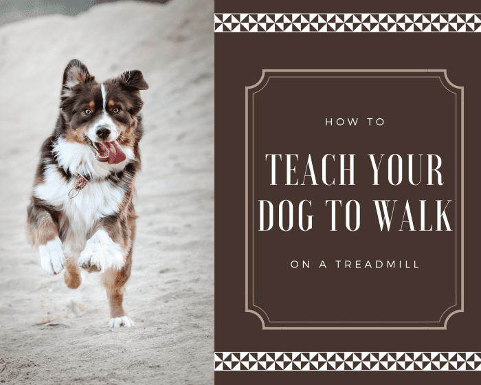 All dogs love walks, but sometimes a walk is not always doable due to certain circumstances. Here is how you can teach your dog to walk on a treadmill.