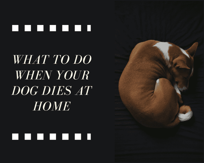 What to Do When Your Dog Dies at Home PetHelpful