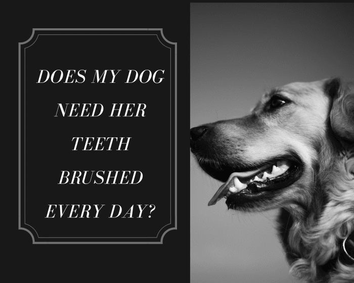 Does My Dog Need Her Teeth Brushed Every Day? PetHelpful