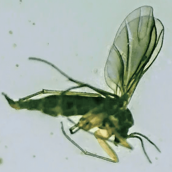 The Fungus Gnat also Known as Fruit Flies - These tiny pests can reek havoc in your indoor grow space. (image at 1000x magnification)