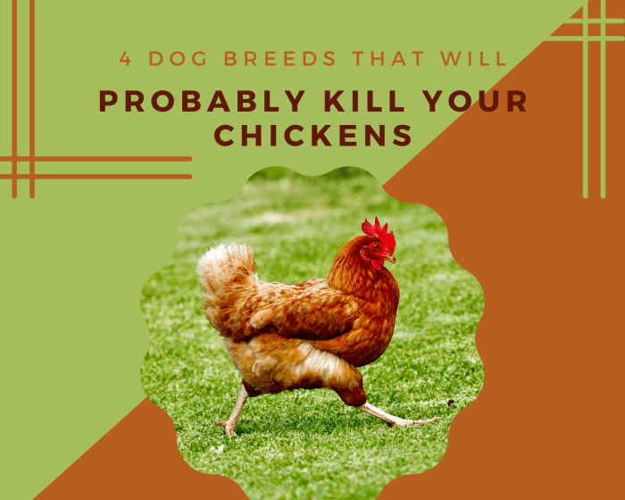 Planning on living on a farm and owning chickens but also want a dog? Avoid these breeds that could potentially kill your chickens.