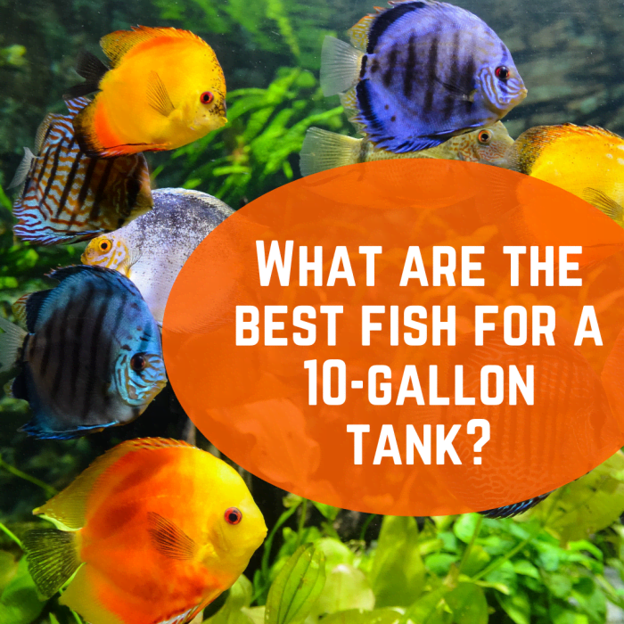 10 Best (and Worst) Fish for a 10Gallon Tank Setup PetHelpful