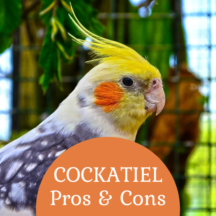 Cockatiels are cute, funny, and loving pets, but they require a lot of time and attention. Is this the right pet for you?