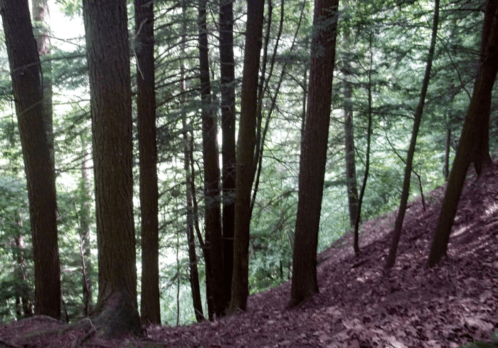This is a very steep area. If you look past the trees it looks like it drops, however it is more of a gradual drop, but still dangerous.