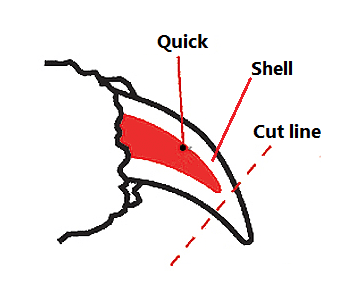 I like this diagram because it's simple and gets the point across. This is a dog nail, however the cat nail is very similar. I do often find that cats have a shorter quick.