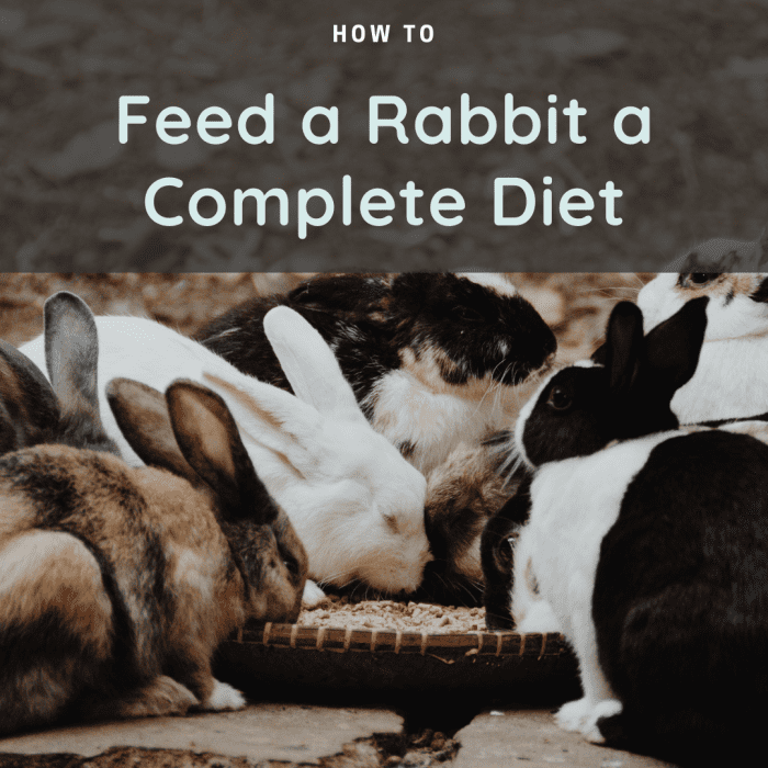 Best Tips to Feed Your Rabbit a Complete Diet PetHelpful