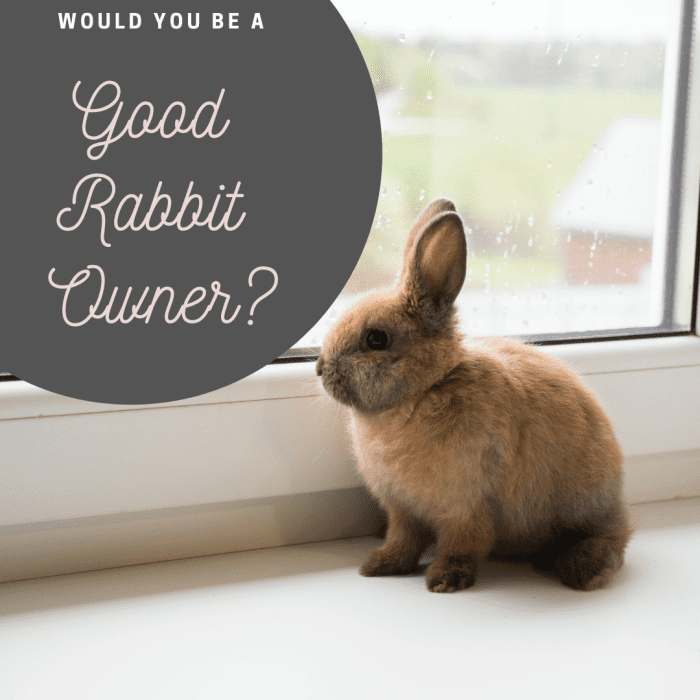 It's important to consider whether you're ready to be a responsible rabbit owner before adopting one.