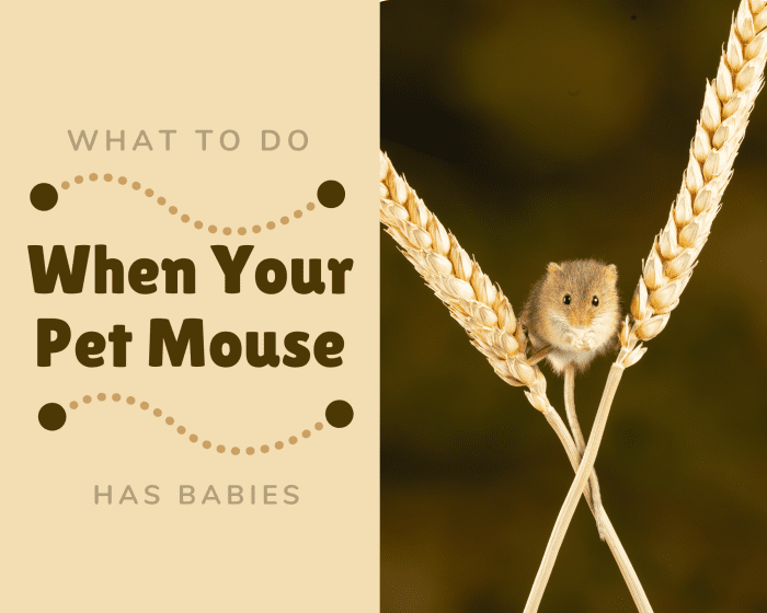 Did your pet mouse just have babies, and you're not sure what to do? Read on to figure out your next steps.