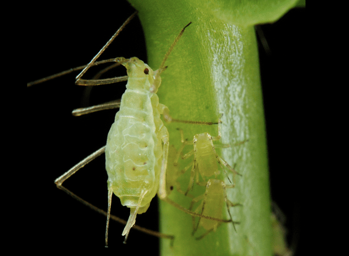 caterpillars-on-cabbage