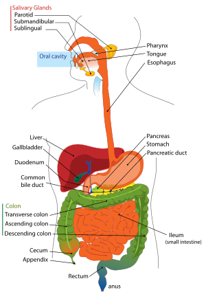 digestive-system, photo By prafulkhupte. source Photobucket - Which is better for you? Beer or Red Wine