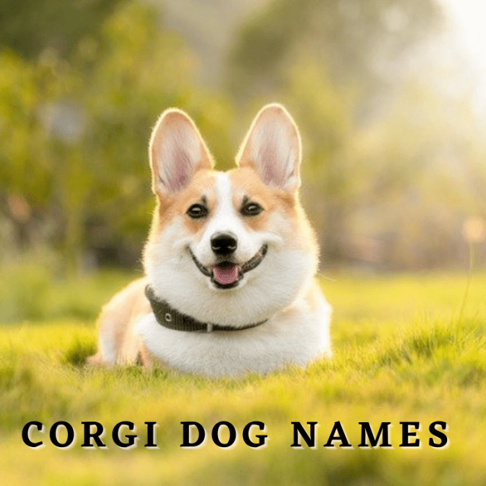 175+ Corgi Dog Names (With Meanings) - PetHelpful
