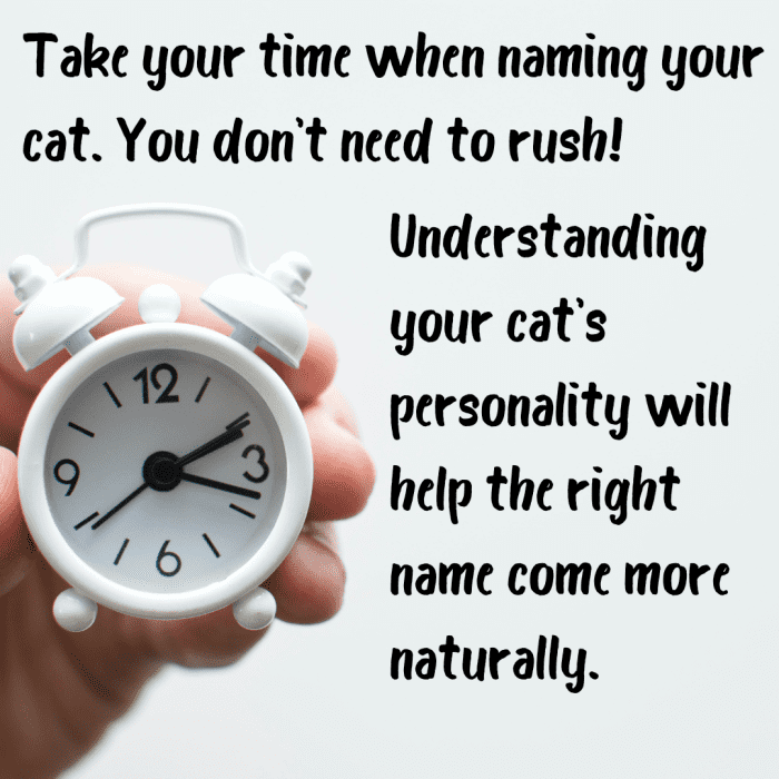 100-awesome-boy-cat-names-pethelpful