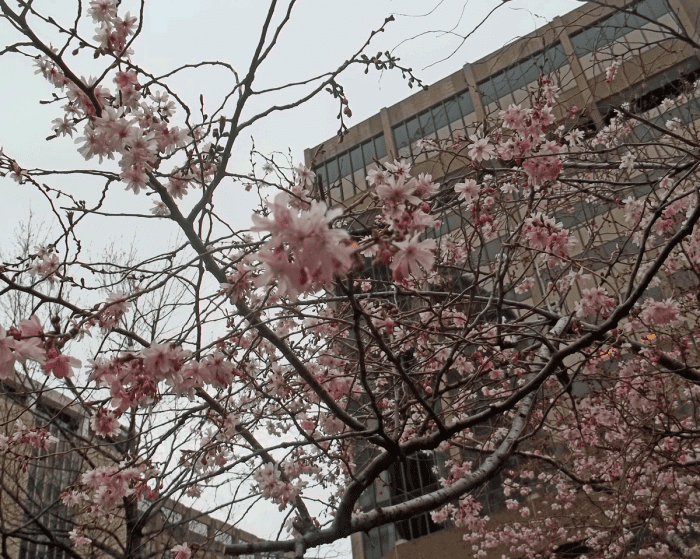 This photo is from Easter Sunday, the day before we left. We passed by this on our way back to the hotel from the Metro. Just this tree, no others were opening.