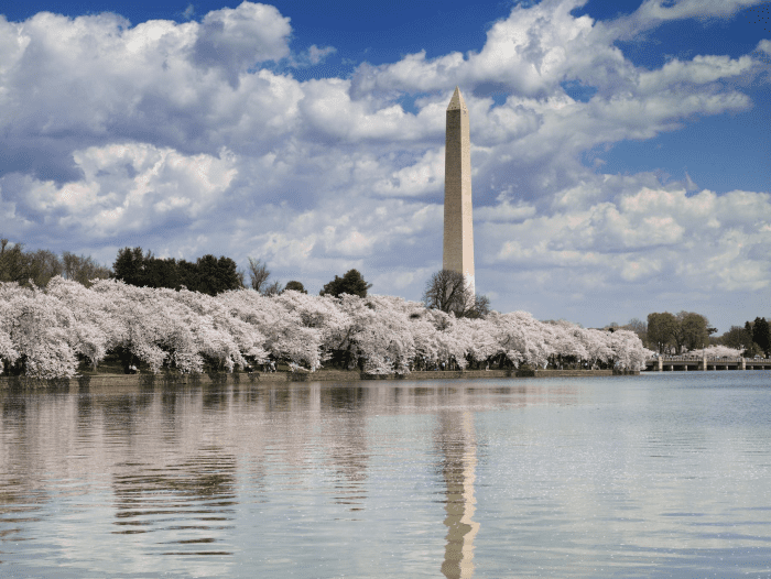 Cherry trees in full bloom.