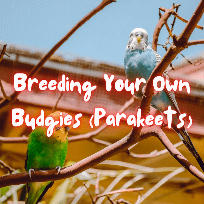 Read on to learn all about breeding budgies! Budgerigars, parakeets, or budgies—they're all the same bird. This guide takes you step-by-step through the process of breeding budgies and caring for the hatchlings.