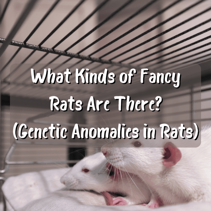 Read on to learn about all the varieties of fancy rats, including those bred exclusively for laboratory settings.