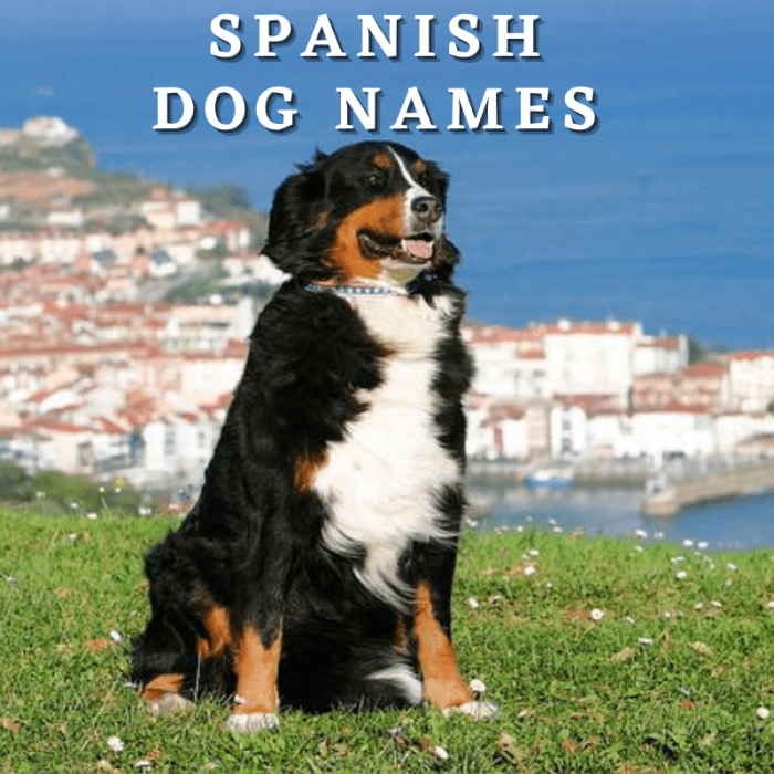 200 Spanish Dog Names With Meanings 