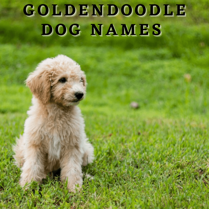 190+ Goldendoodle Dog Names (With Meanings) PetHelpful