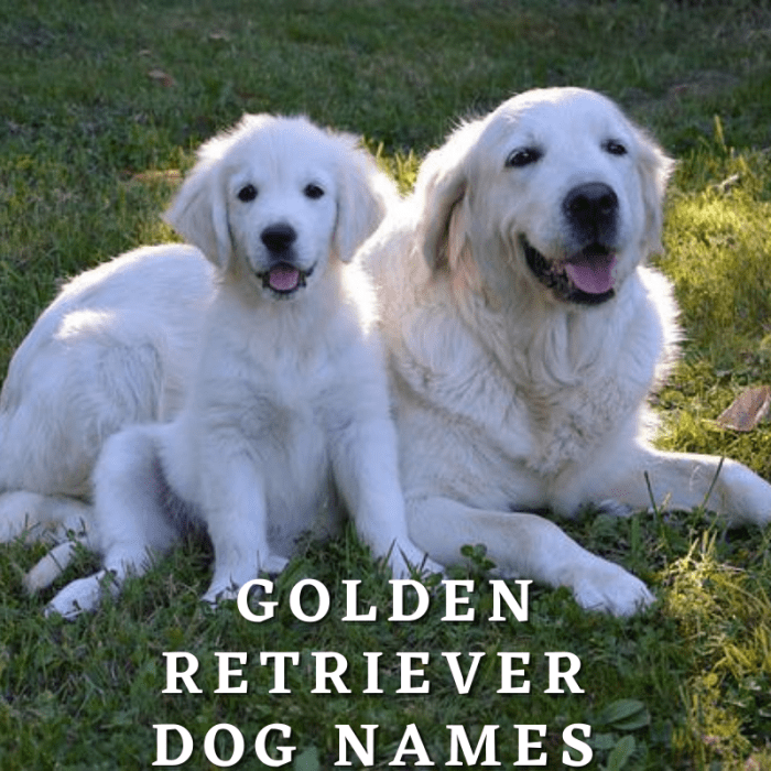 250+ Golden Retriever Dog Names (With Meanings) PetHelpful