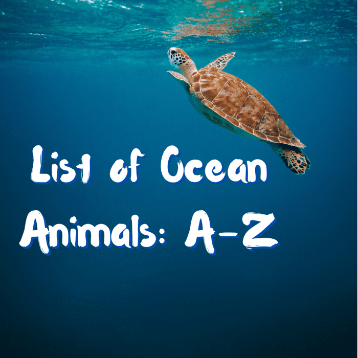 This ocean animals list provides a plethora of cool info on marine life with accompanying links. A sea turtle is pictured above. This article covers three types: Flatback, Hawksbill, and Loggerhead. Read on to discover them and many more marvels!