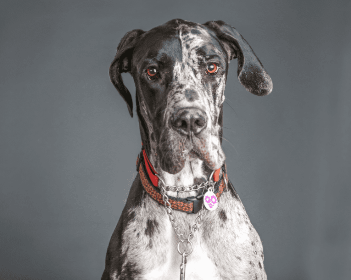 A Guide to Great Dane Coat Colors PetHelpful