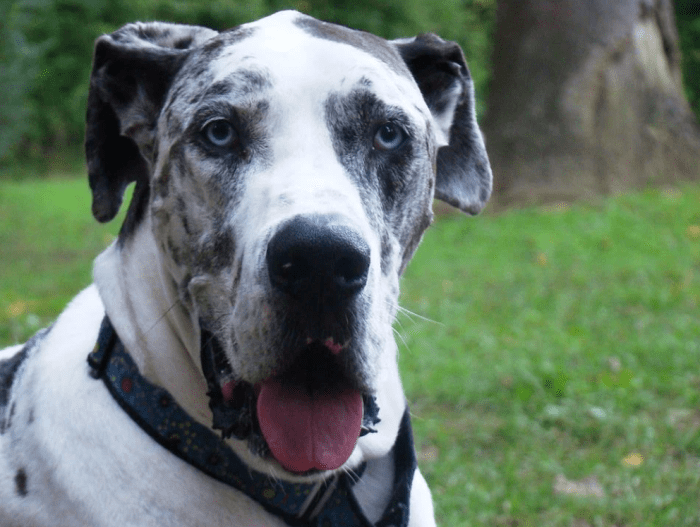 A Guide to Great Dane Coat Colors PetHelpful