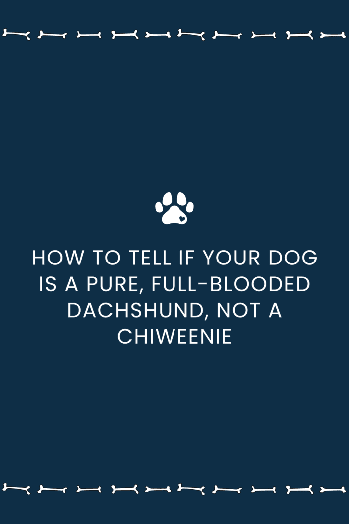 How to Tell if Your Dog Is a Pure, FullBlooded Dachshund, Not a