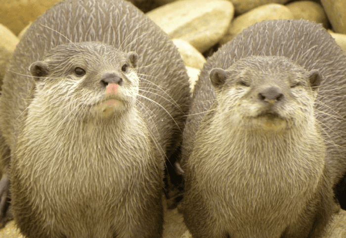 World Otter Day - Hubpages